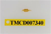 藏品(雙色澤蟹)的圖片